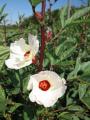 H23.9.15白花ローゼル(Ann)の花＠IMG_4137