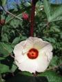 H23.9.15白花ローゼル(Ann)の花＠IMG_4141