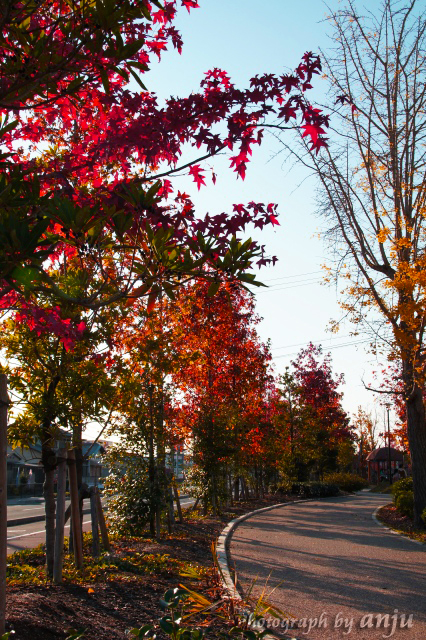 紅葉も楽しめる　『西大寺緑花公園』