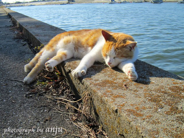 海の見える猫カフェでまったり癒されて♪　岡山市中区　新築港