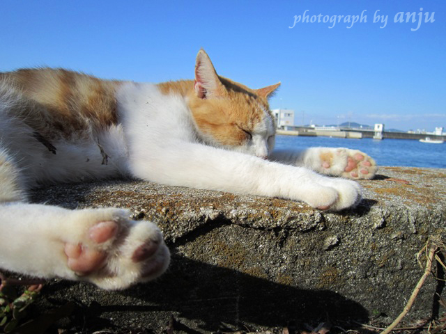 海の見える猫カフェでまったり癒されて♪　岡山市中区　新築港