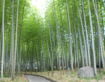 竹林の散策道