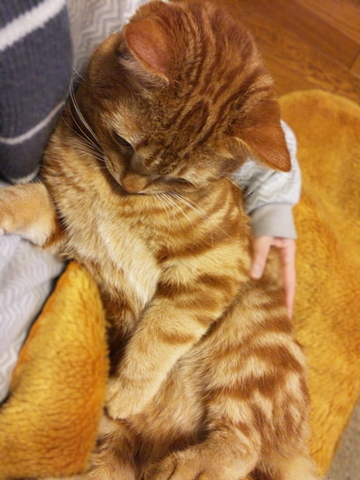 猫と抱っこ