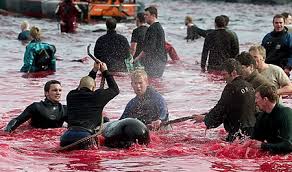 dolphin masacre