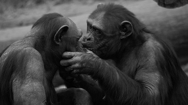 チンパンジーのキス