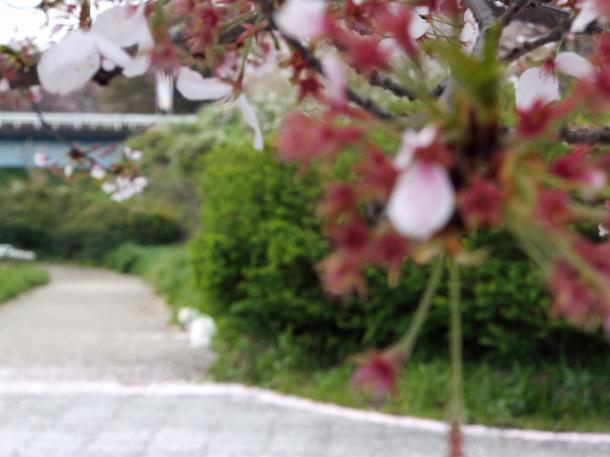 散った桜と猫