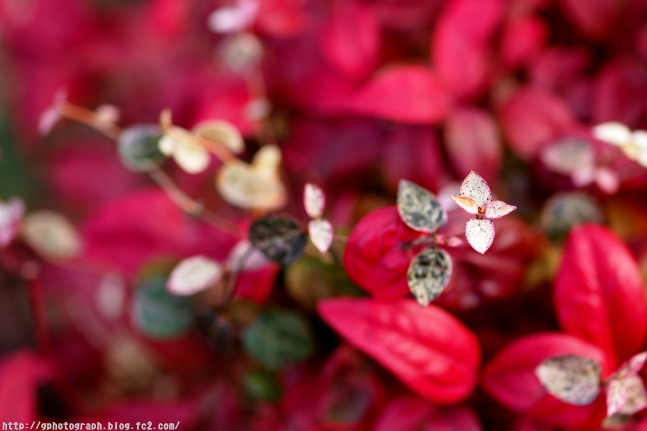 最新オタフクナンテン 花 美しい花の画像