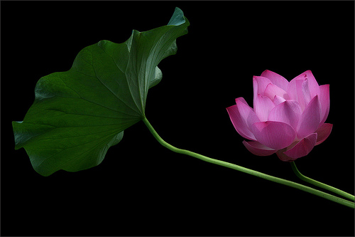 lotus flower20