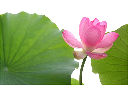 lotus flower21