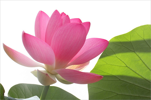 lotus flower23