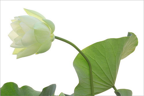 lotus flower24