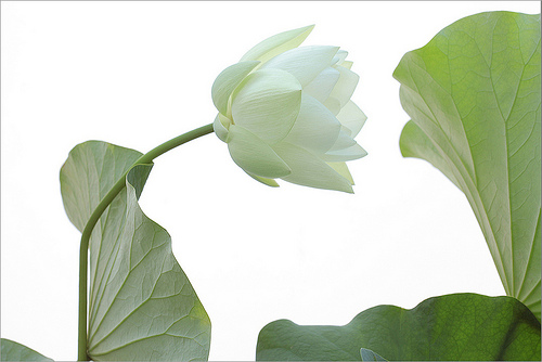 lotus flower26