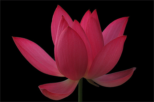 lotus flower28