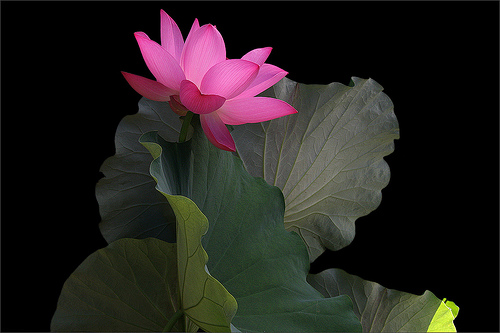 lotus flower29