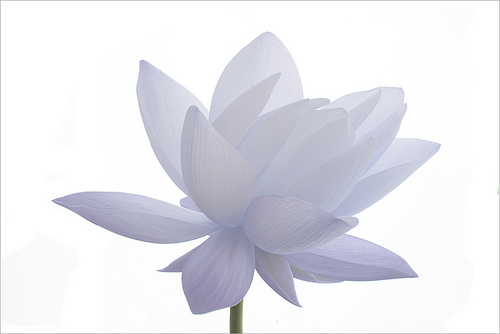 lotus flower30