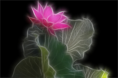 lotus flower32