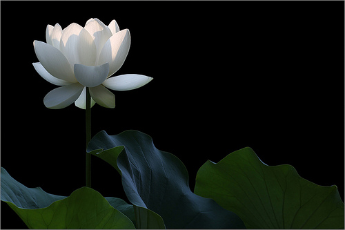 lotus flower33