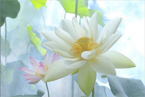 lotus flower35