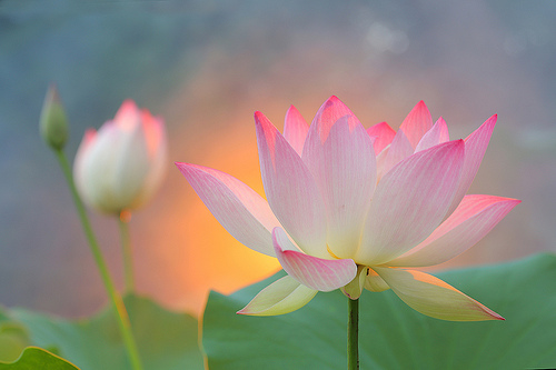 lotus flower36