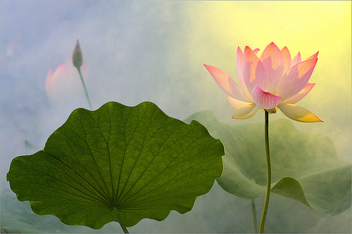 lotus flower39