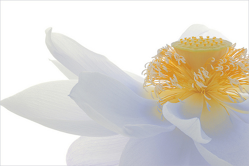 lotus flower40