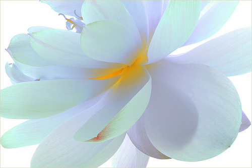 lotus flower41