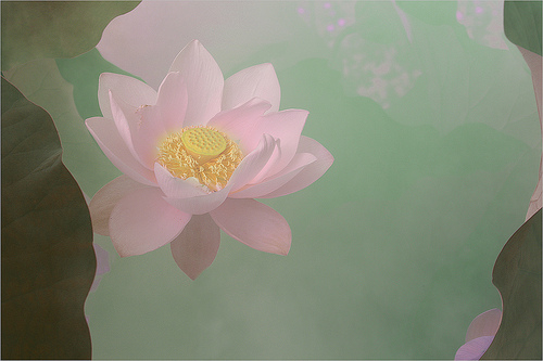 lotus flower42