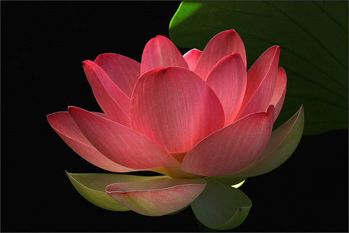 lotus flower43