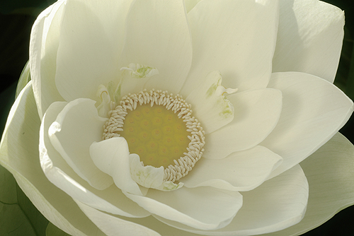 lotus14.jpg
