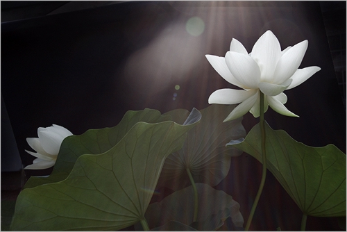 lotus15.jpg