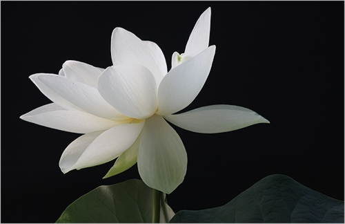 lotus16.jpg