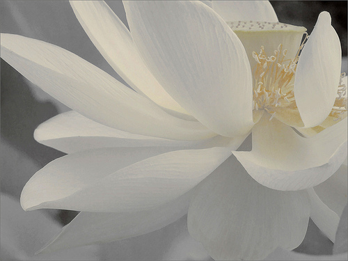lotus_20130102011521.jpg