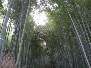 arashiyama1.jpg