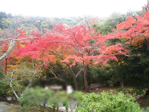 arashiyama3.jpg