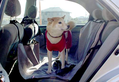 自動車の後部座席の汚れを防ぐ ドライブシート 柴犬とチワワと行く犬と遊べる場所 コタパトレポート Kotapato Report