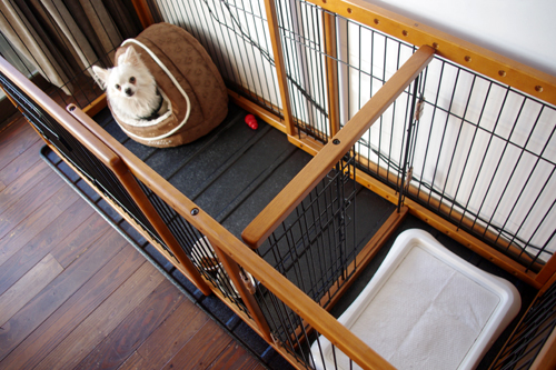 チワワの部屋（室内犬用ペットケージ） | 柴犬とチワワと行く犬と遊べる場所 コタパトレポート KOTAPATO REPORT