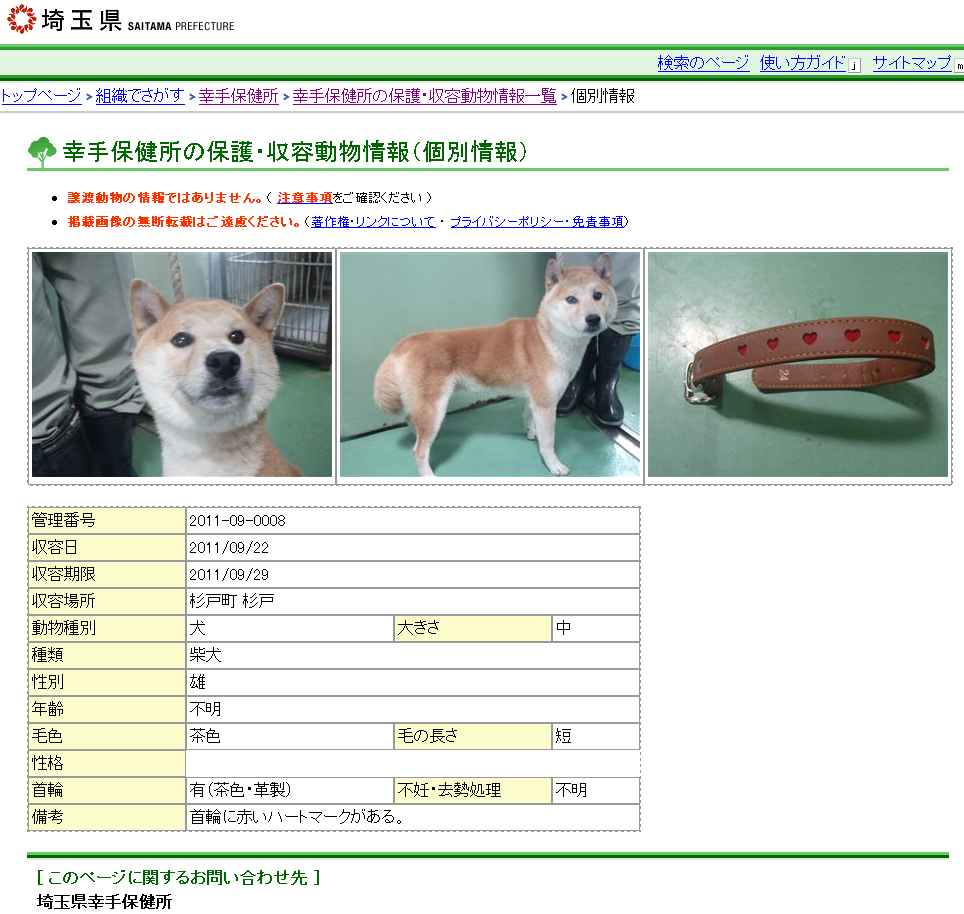 迷い犬を探そう 埼玉県 柴犬とチワワと行く犬と遊べる場所 コタパトレポート Kotapato Report