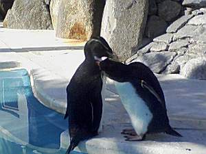 「ここがかゆいんだよ～。」byペンギン