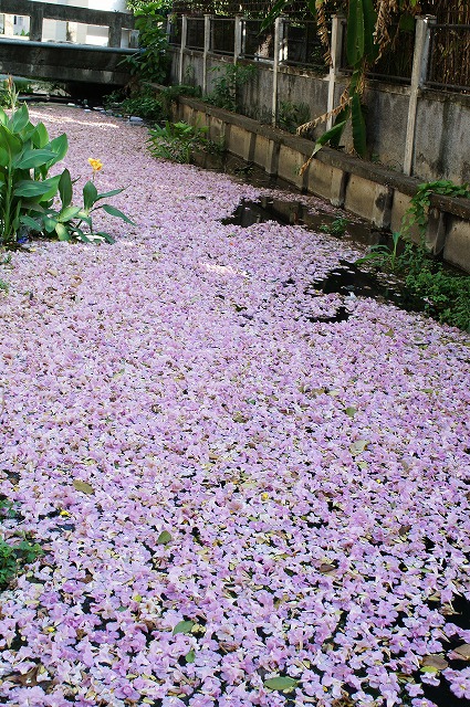タイ桜