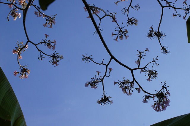 タイ桜1