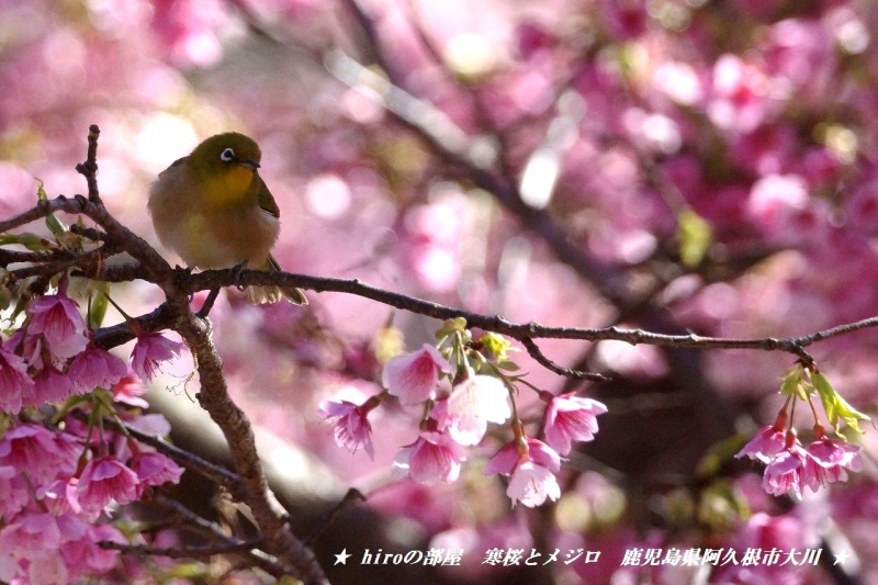 hiroの部屋　寒桜とメジロ　鹿児島県阿久根市大川