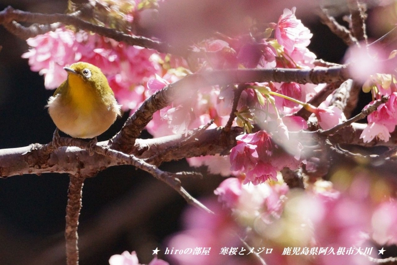 hiroの部屋　寒桜とメジロ　鹿児島県阿久根市大川