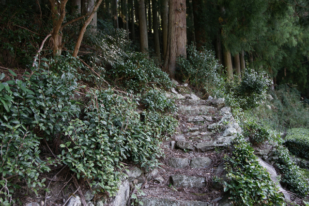 DSC06837-宮沢-背後の林の中