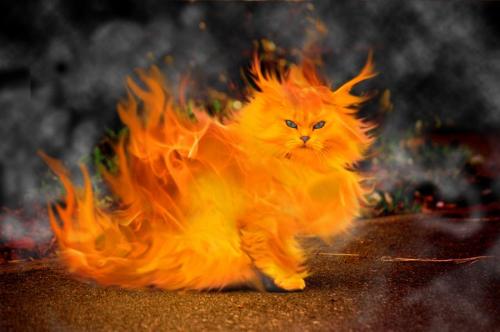 燃える猫