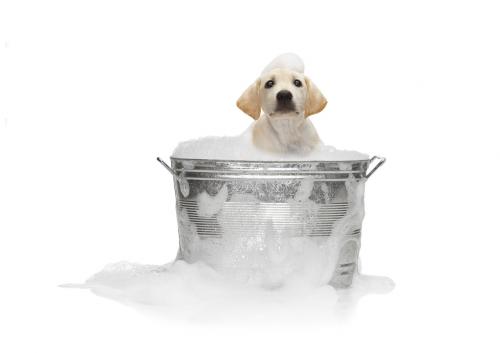 犬風呂
