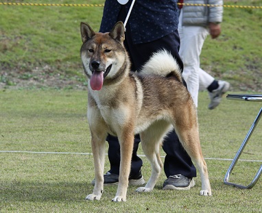 日本犬保存会 第１１７回 香川支部 四国連合展 展覧会に行って来ました ２ 日本犬保存会 柴犬専門犬舎 ふくすけ