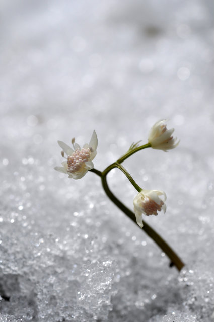 氷雪と花（セリバオウレン）