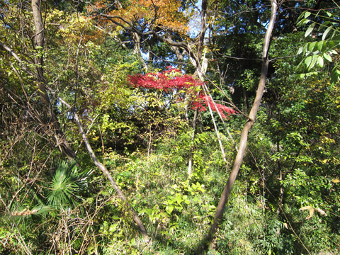 三井の森