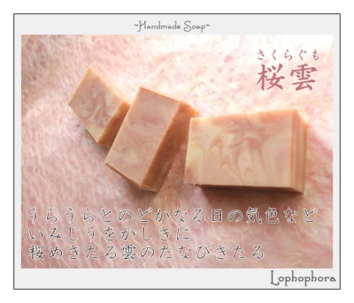 Lophophora：桜雲