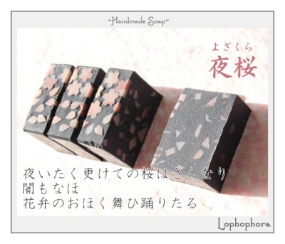 Lophophora：夜桜